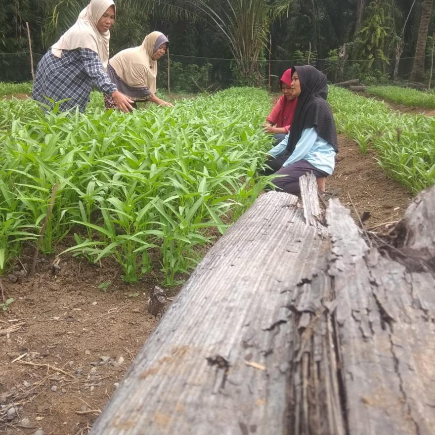 Kegiatan ketahanan pangan Desa Jenggalu